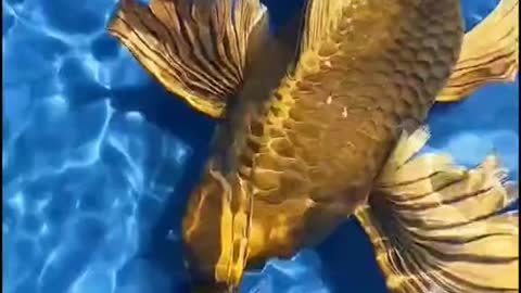 I never saw a fish like this in my life