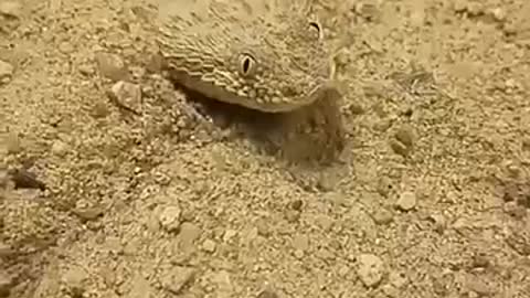 A brown snake about to strike while curled up on sand