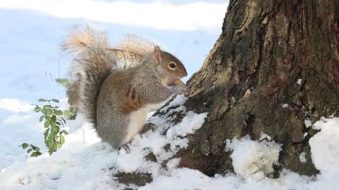 Watch the squirrel eating nuts in a strange way