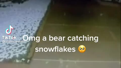 Very cute bear 🐻 catching snowflakes 🥺