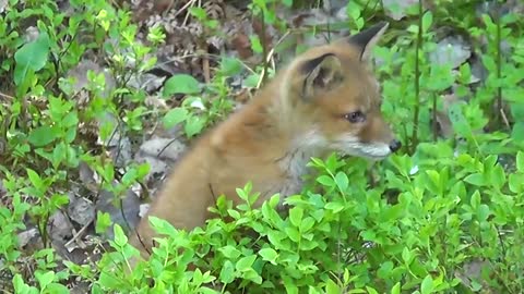 Little cute red fox