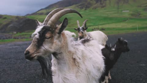Close up shot of goats looking at the camera in Iceland