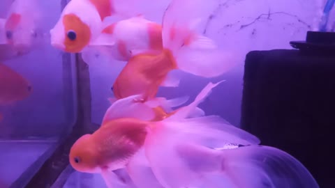 Shubunkin Gold Fish