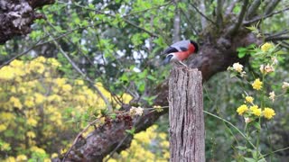 Birds gets out food between tree branches