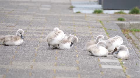 Mute swan family with 10 cygnets