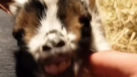 Cute Goat #babygoat #goat #goatoftiktok #minigoat #farmlife