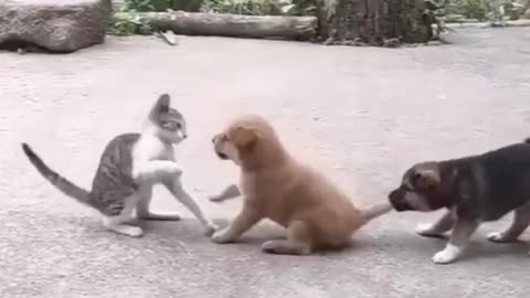 cat and dog funny video