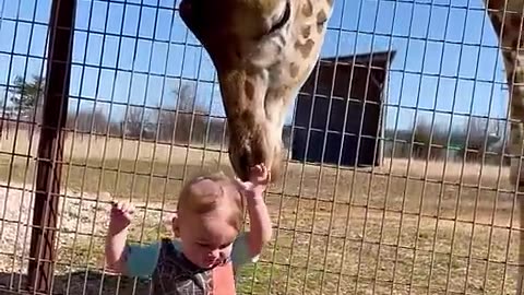 Giraffe Play baby American animals, rumble reels, funny video ,