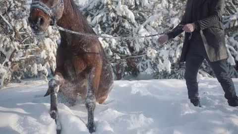 Smiling bearded man playing with his brown thoroughbred horse near fir trees