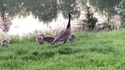 Canada Geese goslings