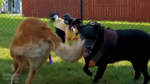 Dog Costume Party