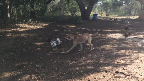 Dog and chicken best friend