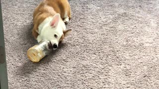 Adorable Corgi puppy can't get enough peanut butter