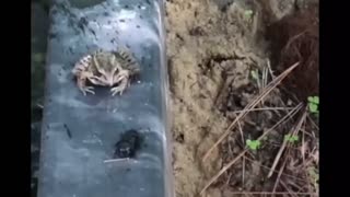 frog refuses to eat the beetle 🤣🤣🤣