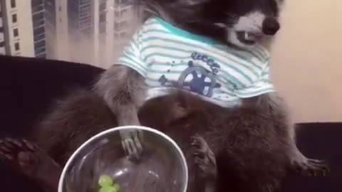 raccoon eating grapes