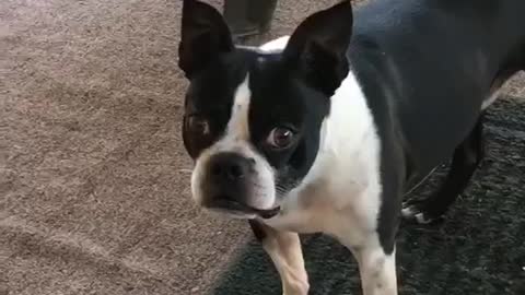 Bruce the Boston Terrier is annoyed by flies