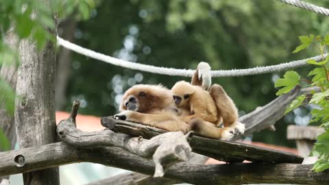 lar gibbon,white handed gibbon,gibbon,monkey,lar,nature,captive,animals,zoo,cute ,