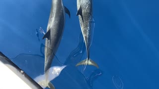 Dolphins in Hawaii