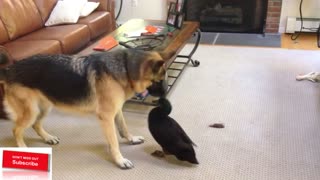 German Shepherd Plays Around with Duck