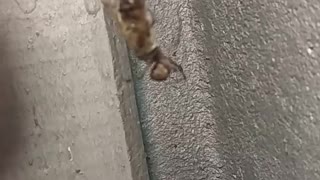 Spider vs bee