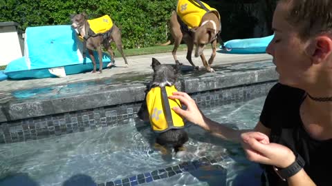 Teaching my Dog how to swim