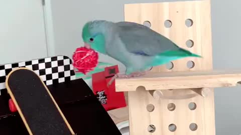 The smart bird plays with all skill. Look at it, it's amazing