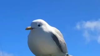 Screaming Seagull