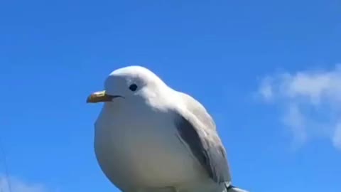 Screaming Seagull