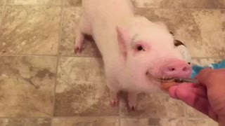 Mini Pig eats peanut butter for the first time