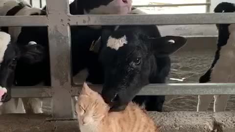 Cat & cows