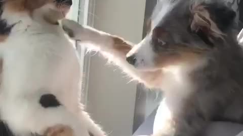 Tolerant cat runs out of patience with playful puppy