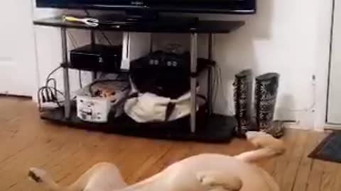 Dog plays dead living room