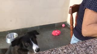 Border Collie persuades owner for food
