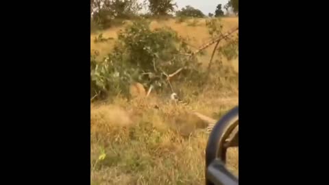 Lion climbs tree to steal kill Leopard