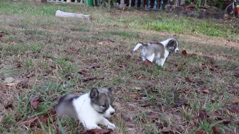 Adorable Puppies Run And Play On Grass