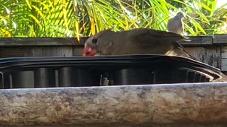 Albino Northern Cardinal Female