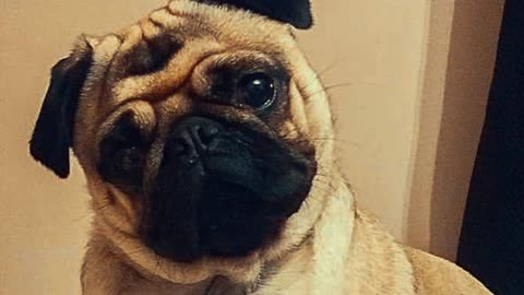Various Funny Pug Faces