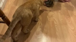 Keanu the Cat meet Rosie the turtle