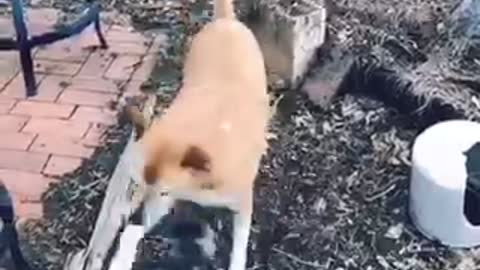 Cute dog fight