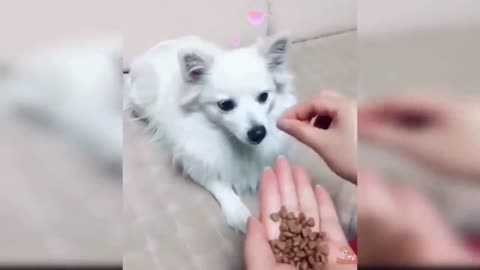 Dogs and Cats Reaction to Food - Funny Animal Reacion