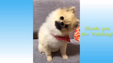 cute and funny pet video part 16