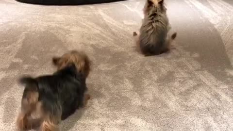 Yorkie dogs get overly excited for the weekend