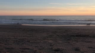 Fido and Fabio. Two Dogs At the Beach