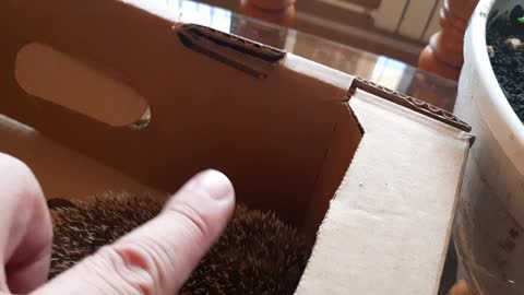 Hedgehog wants to free!