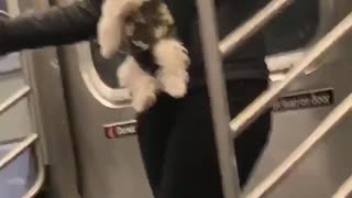 Woman straps dog onto her stomach like a baby on subway train