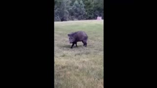 When Javelinas Enter Your Backyard