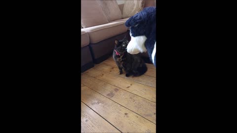 Misha the Tortie cat is not impressed when introduced to a cuddly toy Border Collie!