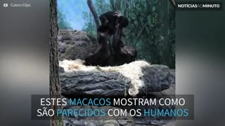 Macacos brincam de aviãozinho em zoo nos EUA