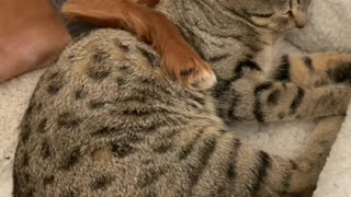 Cavalier and Kitty Cuddle Together