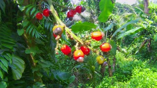 Ligas Tree and fruit